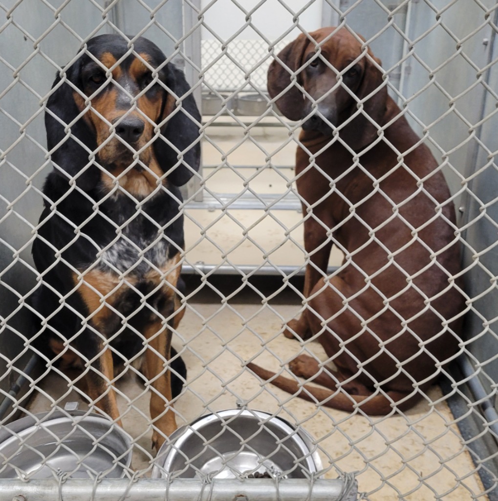 Belladonna (aka "Bella"), an adoptable Black and Tan Coonhound in Heber City, UT, 84032 | Photo Image 2
