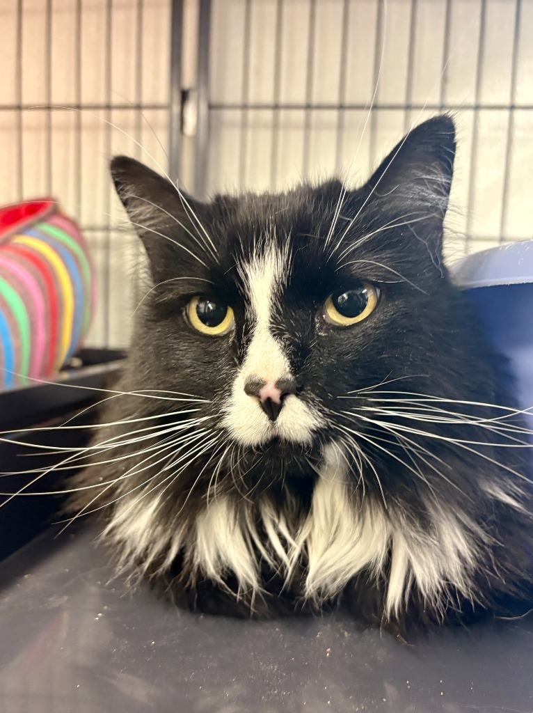 Daisy, an adoptable Domestic Long Hair in Rock Springs, WY, 82901 | Photo Image 1