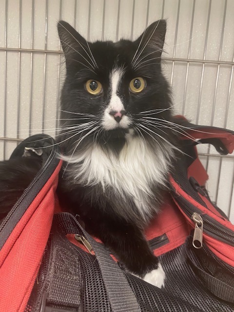 Daisy, an adoptable Domestic Long Hair in Rock Springs, WY, 82901 | Photo Image 2