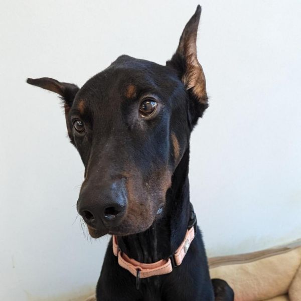 Dobie