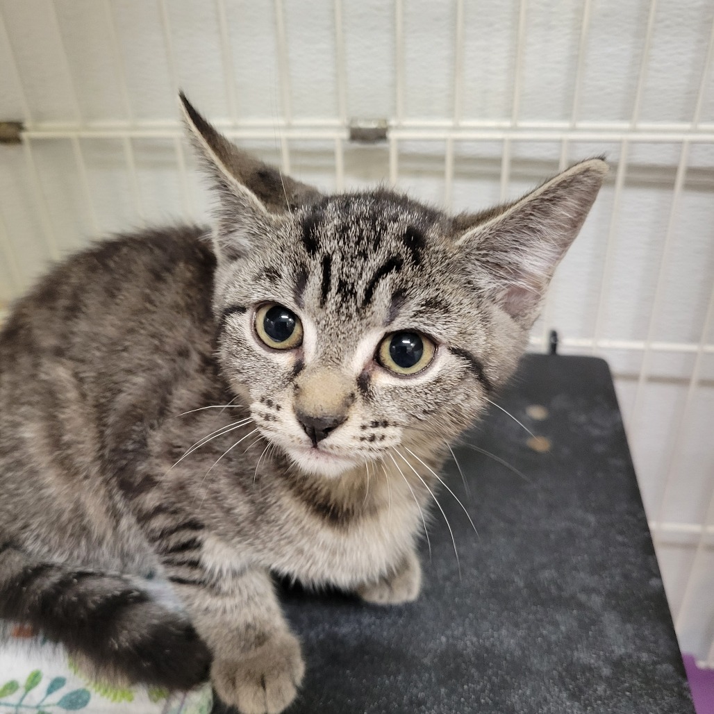 Freddie, an adoptable Domestic Short Hair in Priest River, ID, 83856 | Photo Image 1