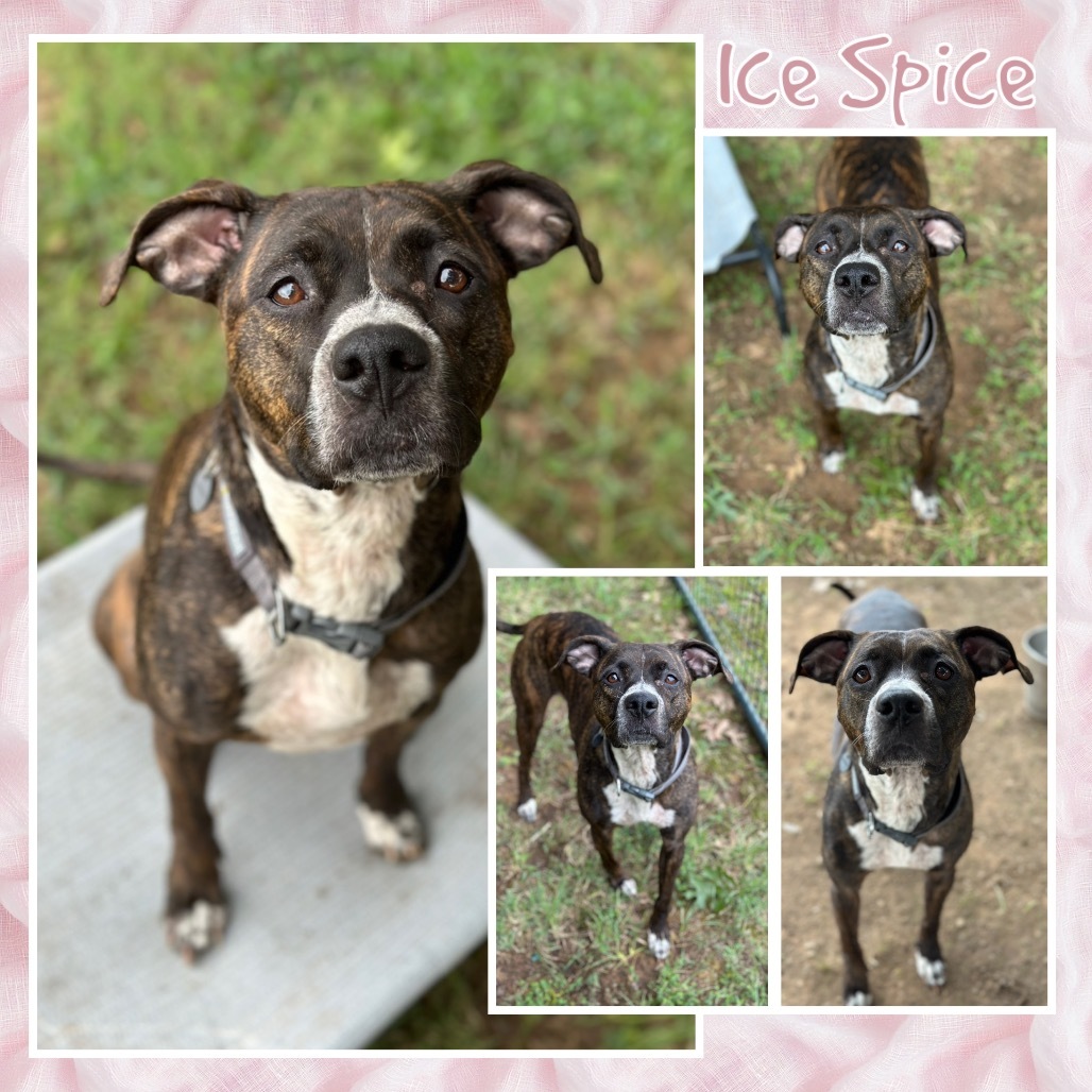 Ice Spice (Lacey)