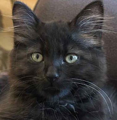 Chip Harlem (must adopt with Bruin)