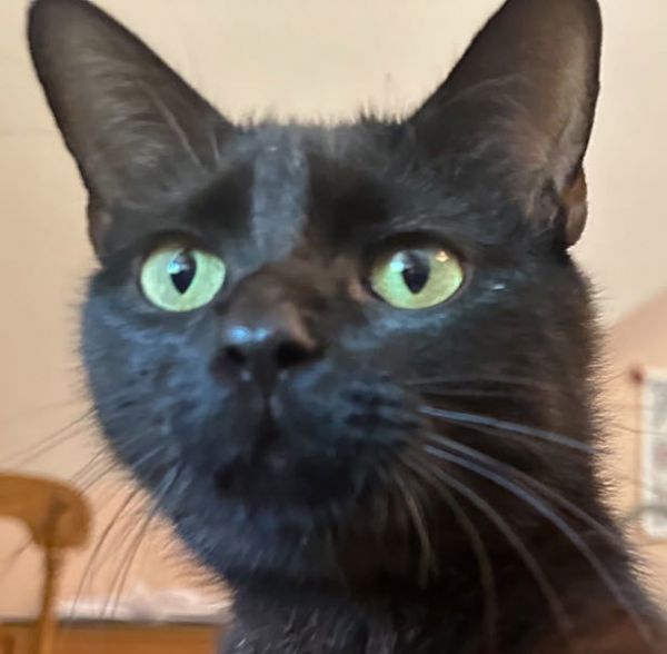 Mocha Harlem