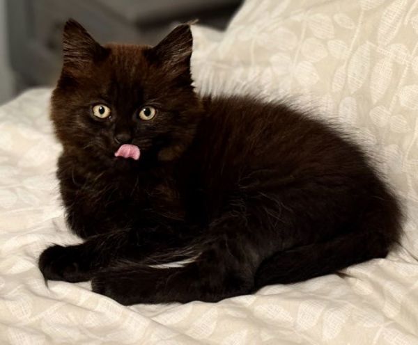 Bruin Harlem (must adopt with Chip)