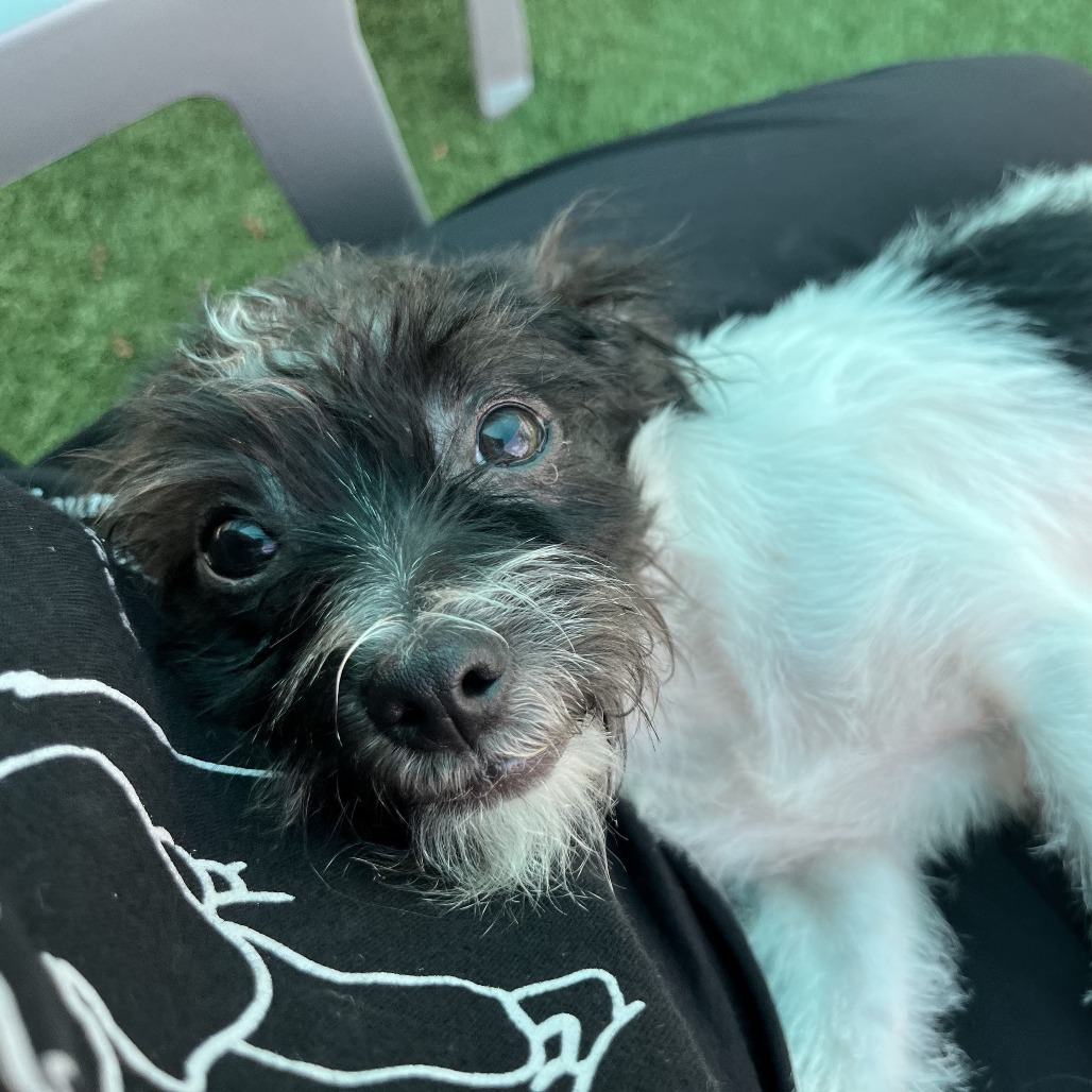 Dixon