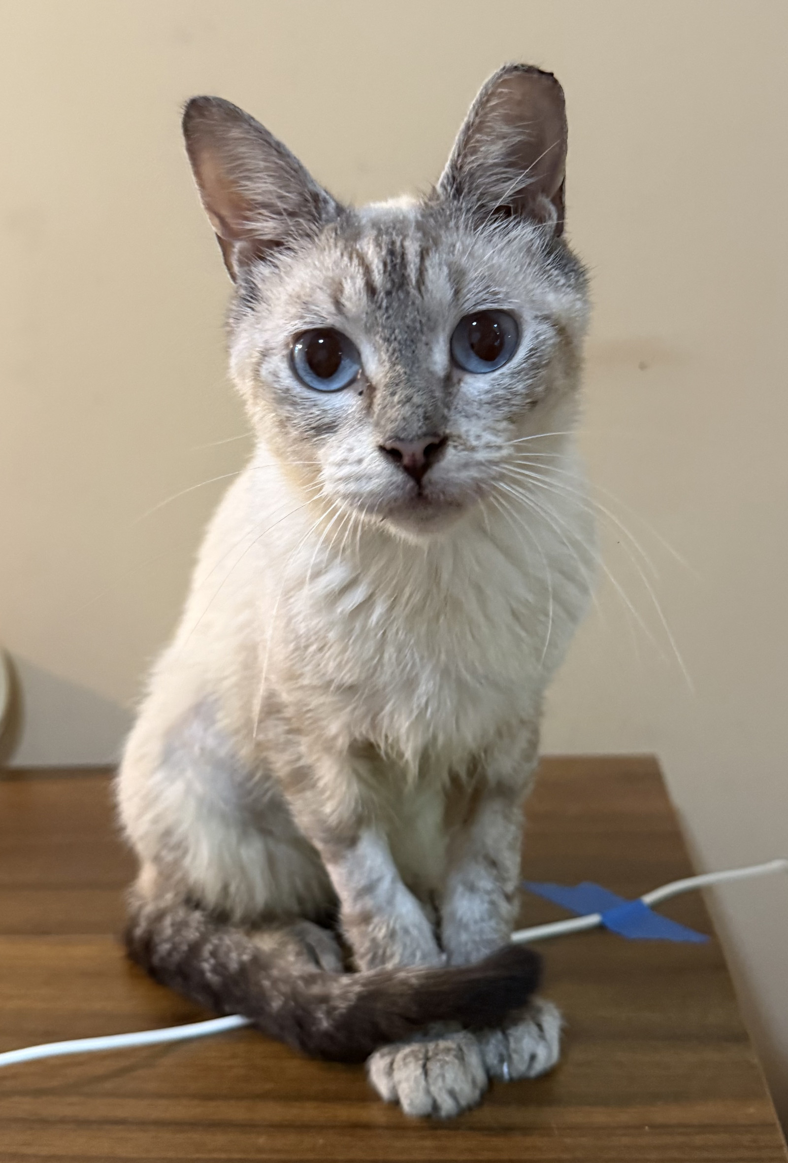 Pearl-NEEDS FOSTER TOO