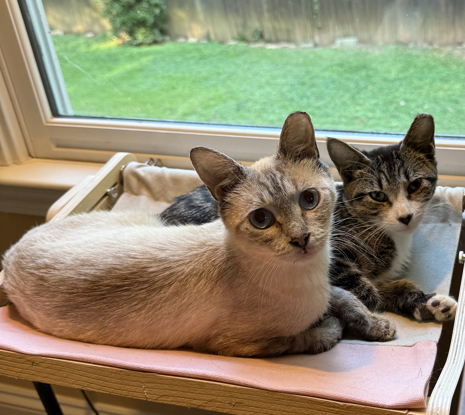 Pearl-NEEDS FOSTER TOO