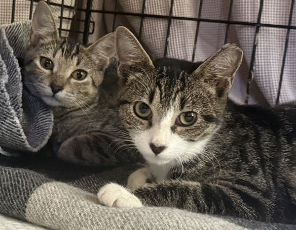 Bobbie Bobtail NEEDS FOSTER TOO!