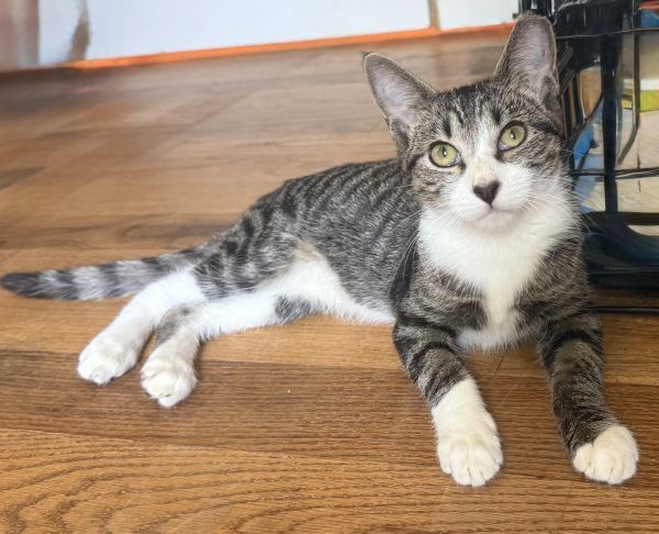 Jesse NEEDS FOSTER TOO