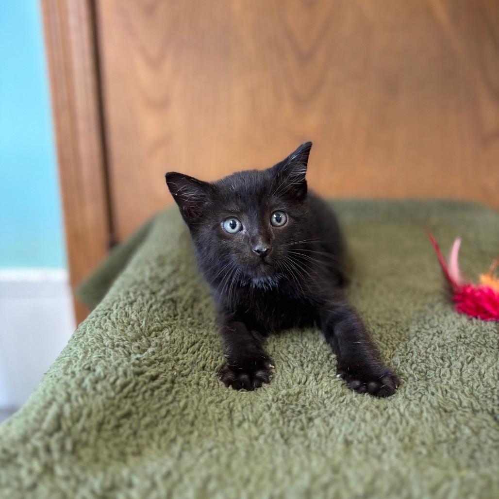 Sammy--In Foster