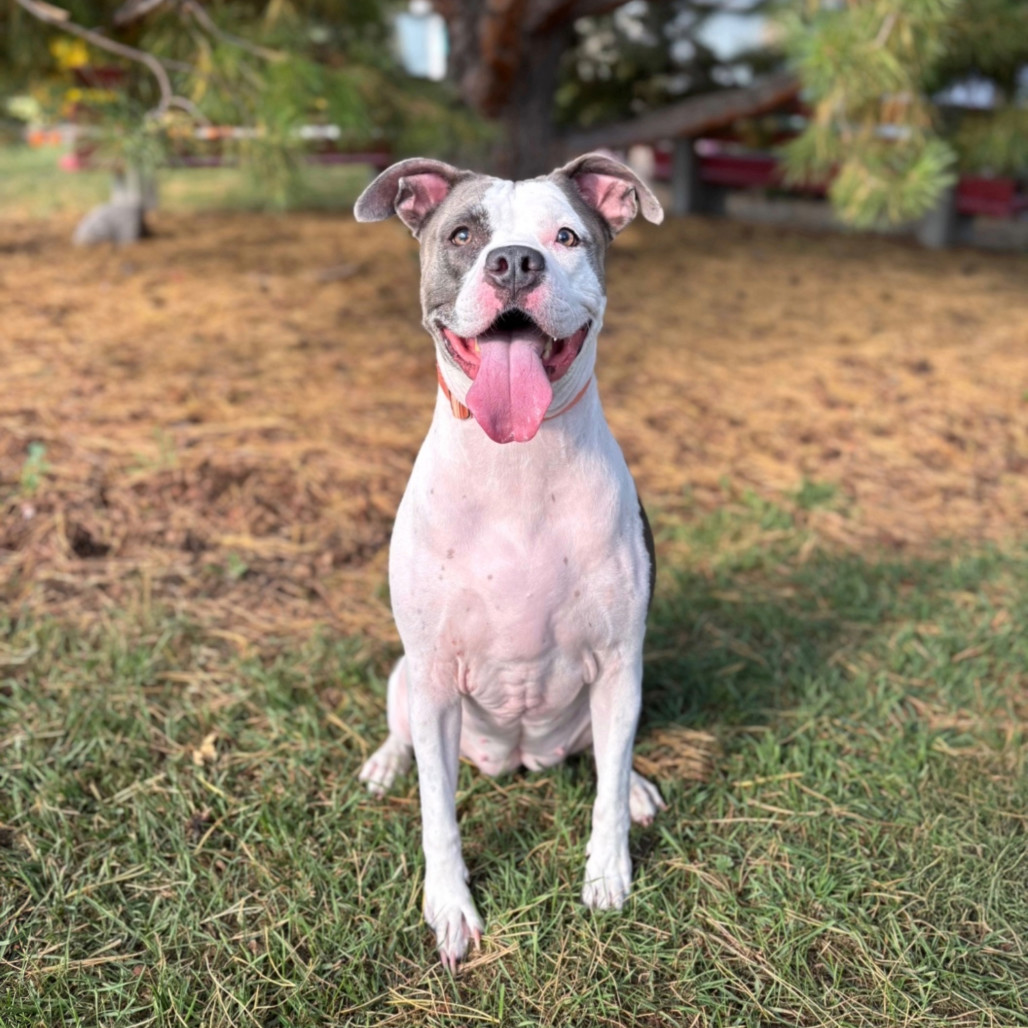 CeCe--In Foster***ADOPTION PENDING***