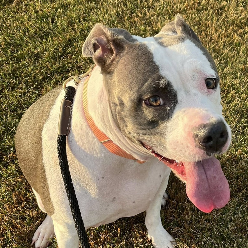CeCe--In Foster***ADOPTION PENDING***