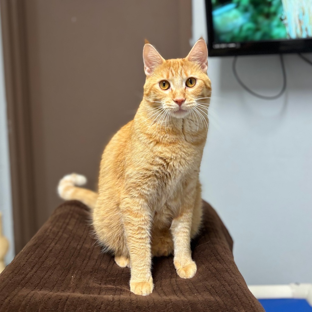 Jefferson--At Pet Supplies Plus***ADOPTION PENDING***