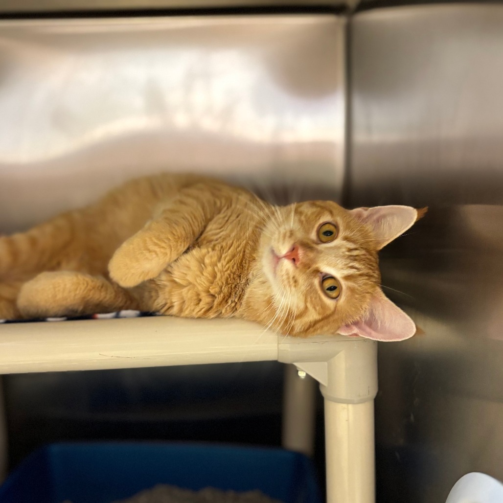 Jefferson--At Pet Supplies Plus***ADOPTION PENDING***