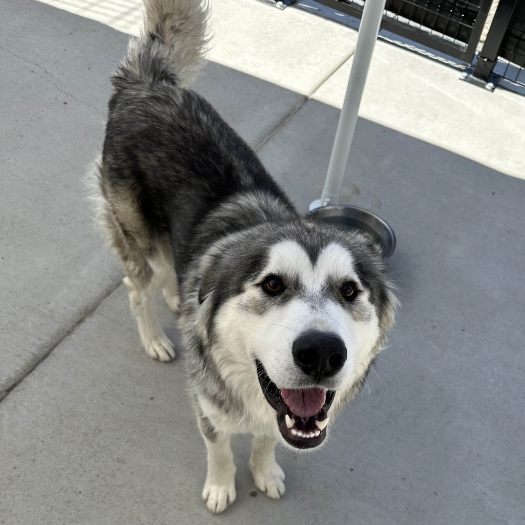 Atticus, an adoptable Mixed Breed in Hailey, ID, 83333 | Photo Image 1