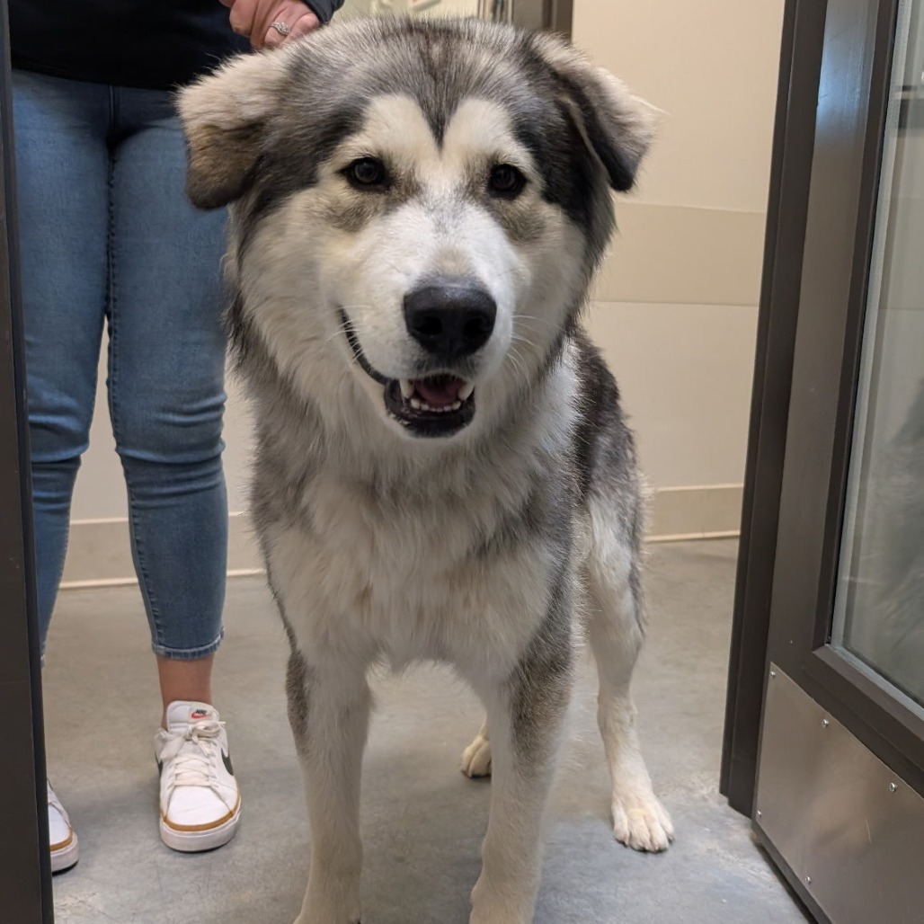 Atticus, an adoptable Mixed Breed in Hailey, ID, 83333 | Photo Image 2
