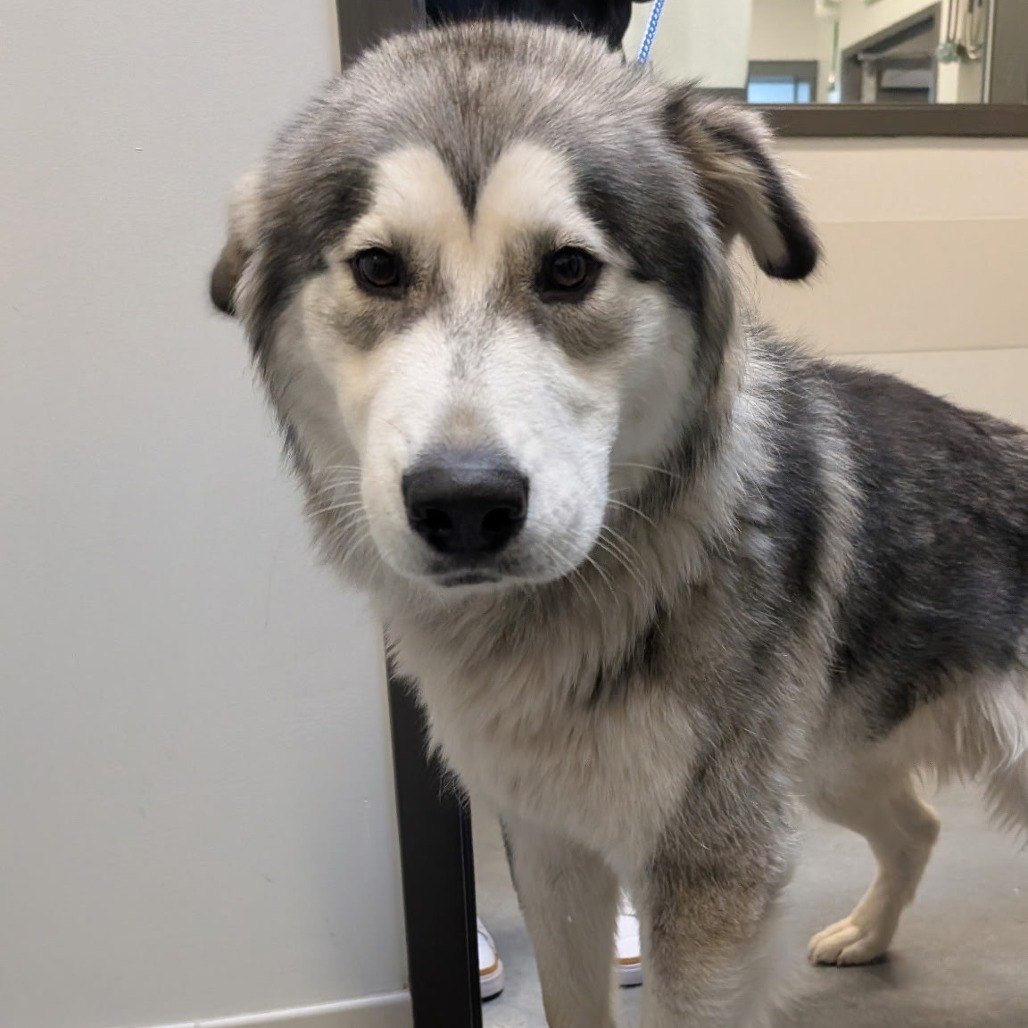 Atticus, an adoptable Mixed Breed in Hailey, ID, 83333 | Photo Image 3