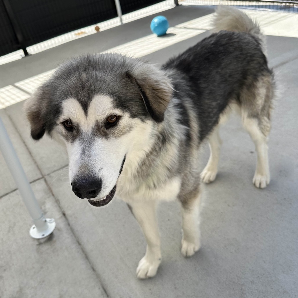 Atticus, an adoptable Mixed Breed in Hailey, ID, 83333 | Photo Image 4