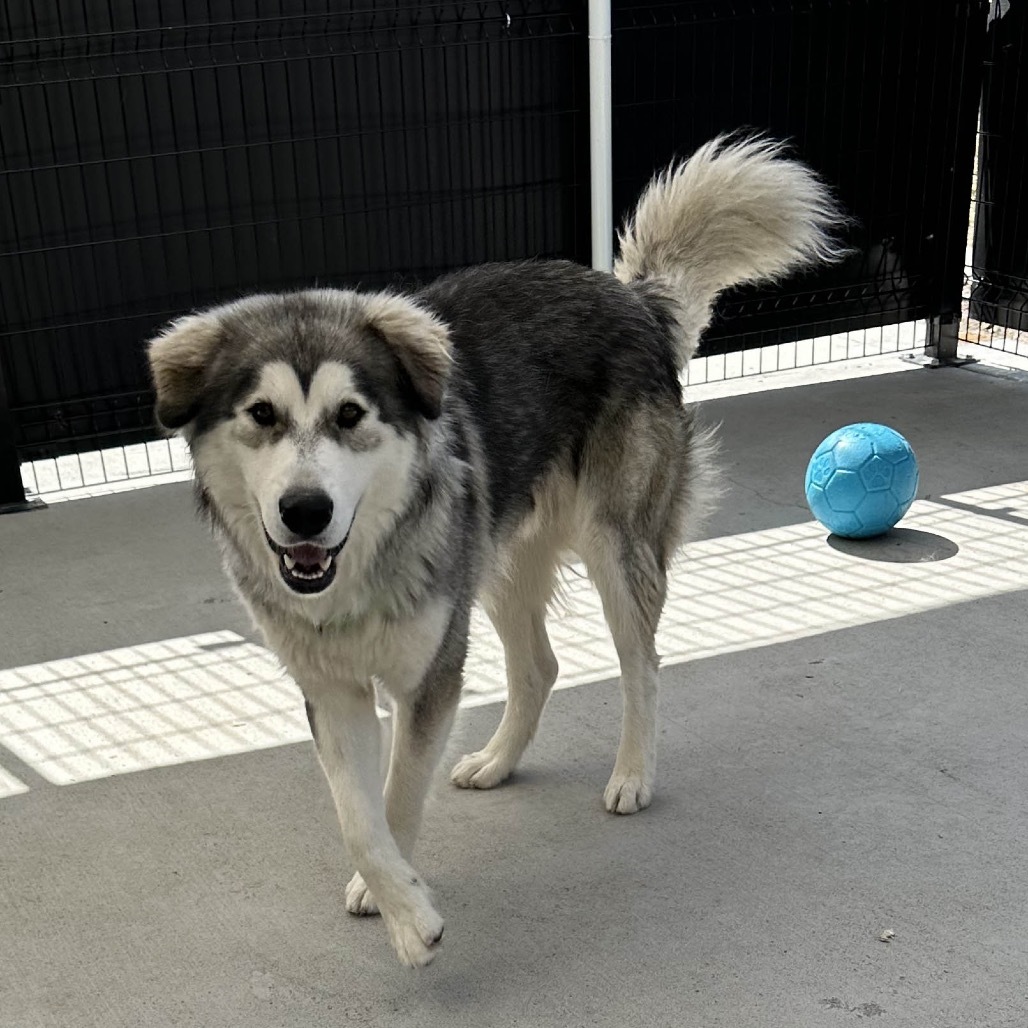 Atticus, an adoptable Mixed Breed in Hailey, ID, 83333 | Photo Image 5
