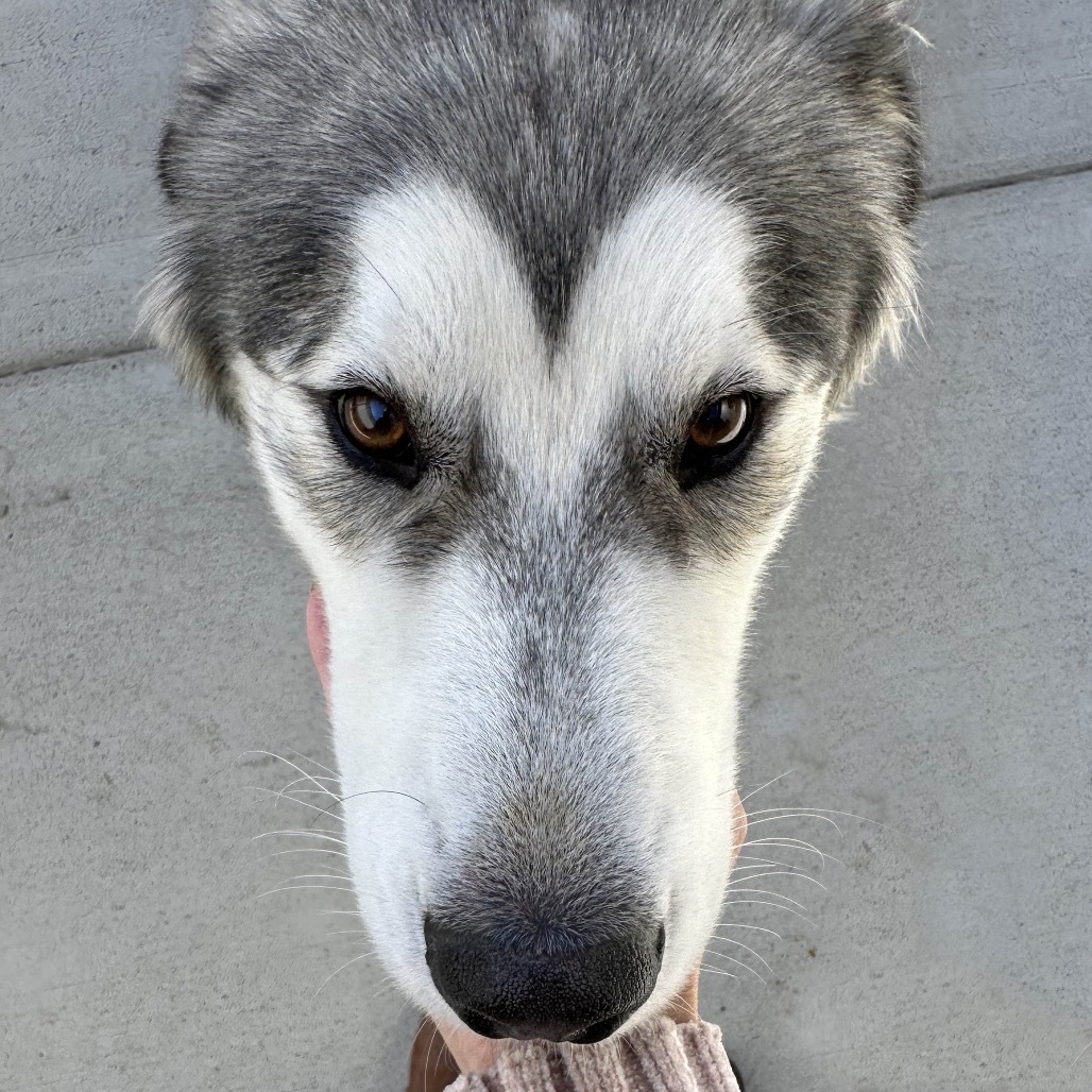 Atticus, an adoptable Mixed Breed in Hailey, ID, 83333 | Photo Image 6