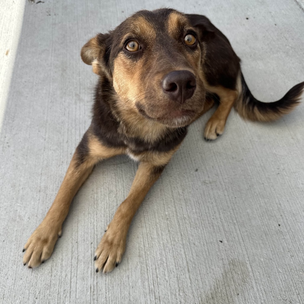 Amber, an adoptable Mixed Breed in Hailey, ID, 83333 | Photo Image 1