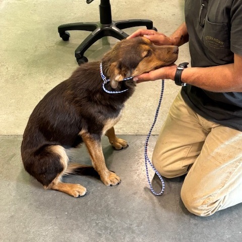 Amber, an adoptable Mixed Breed in Hailey, ID, 83333 | Photo Image 2