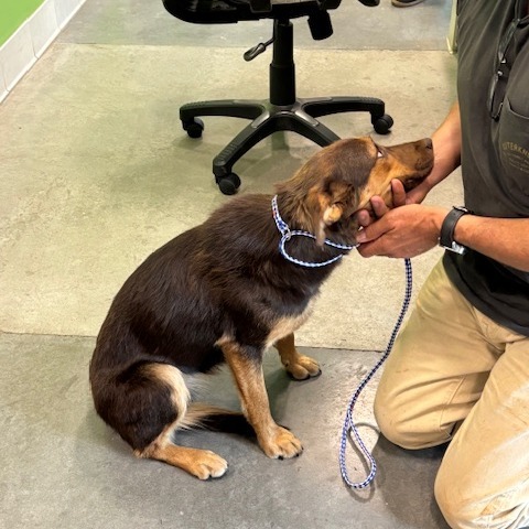 Amber, an adoptable Mixed Breed in Hailey, ID, 83333 | Photo Image 3