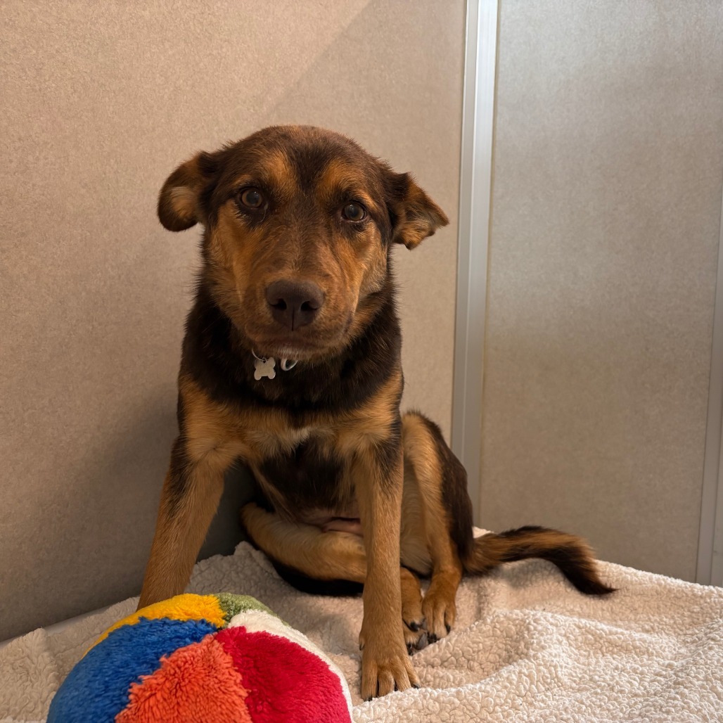 Amber, an adoptable Mixed Breed in Hailey, ID, 83333 | Photo Image 4