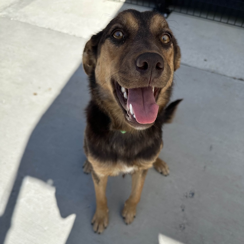 Amber, an adoptable Mixed Breed in Hailey, ID, 83333 | Photo Image 5