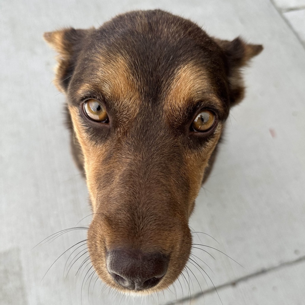 Amber, an adoptable Mixed Breed in Hailey, ID, 83333 | Photo Image 6