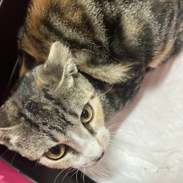 Confetti thumbnail 2