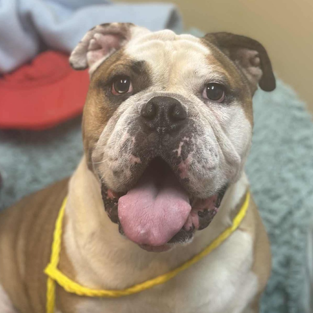 Archie
