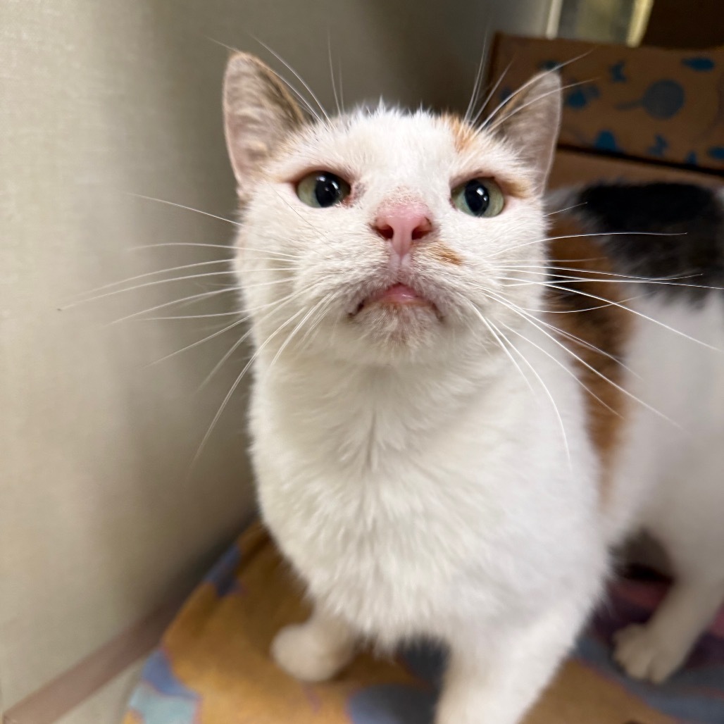 Arya (Petco)