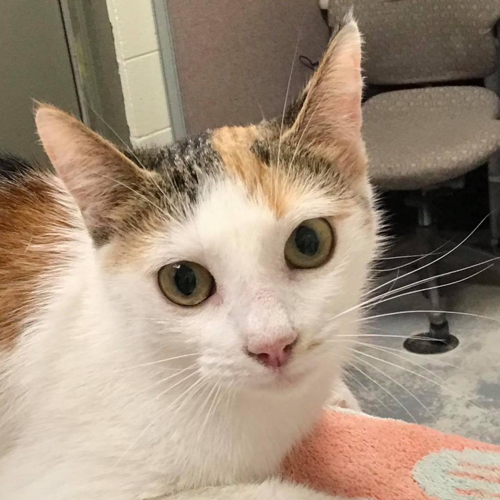 Arya (Petco)