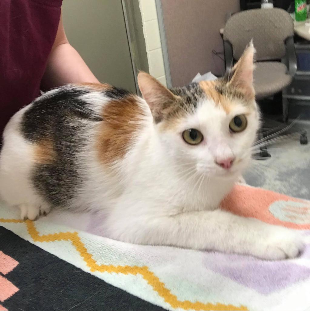 Arya (Petco)