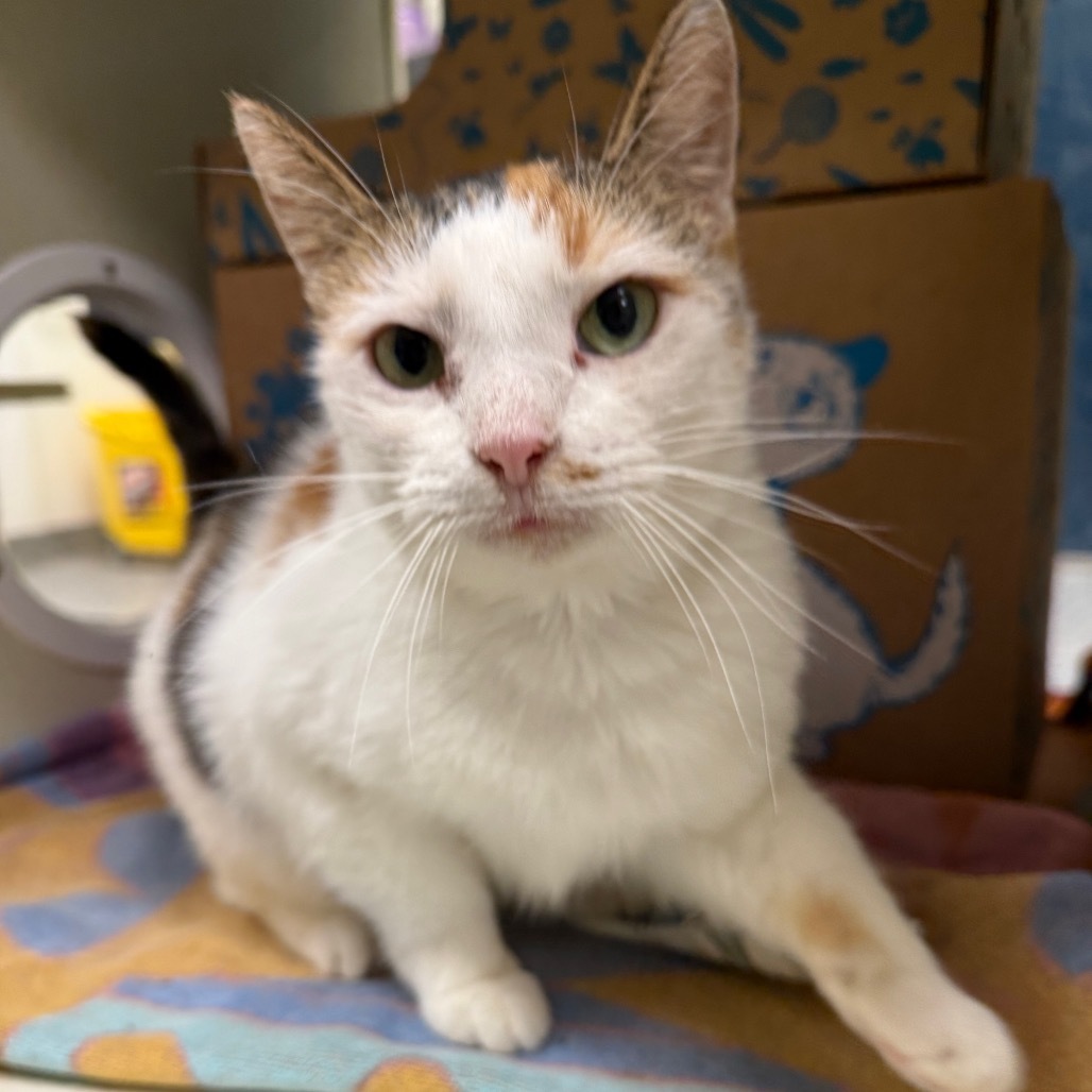 Arya (Petco)