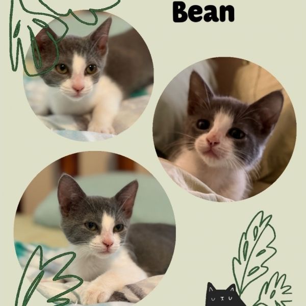 Bean