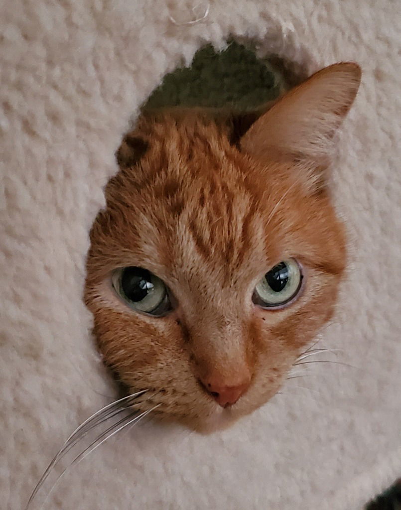 Ziggy
