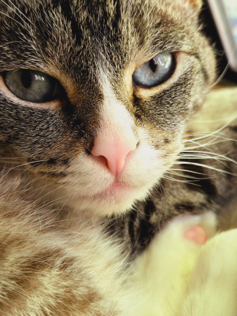 Milli