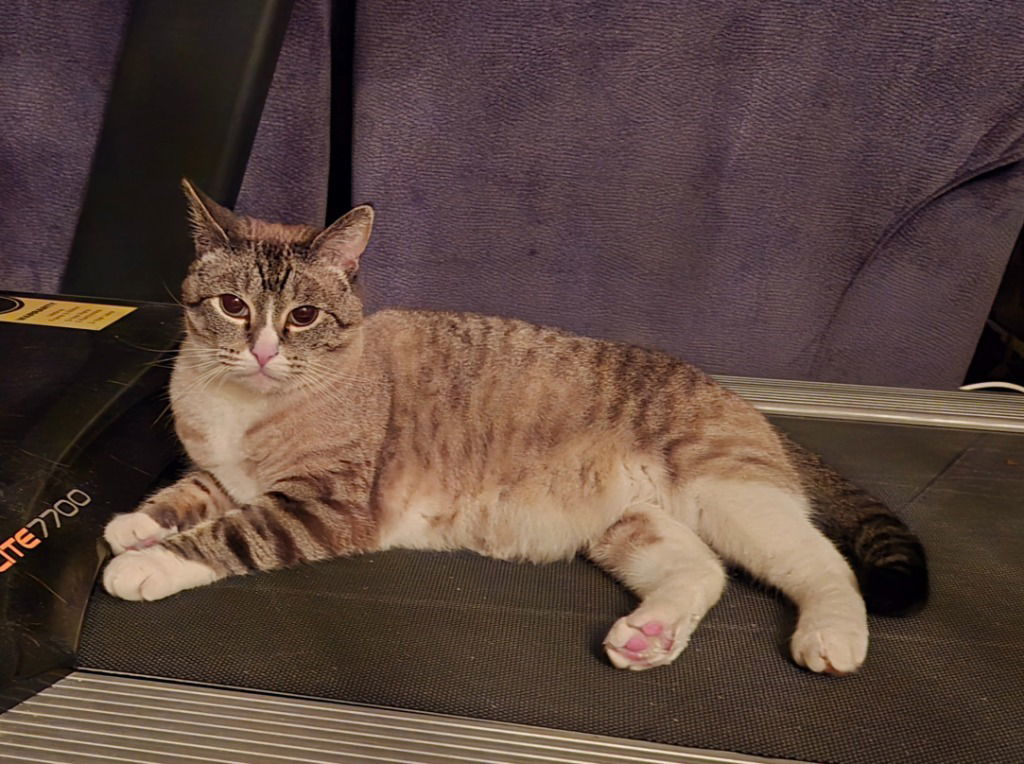 Milli
