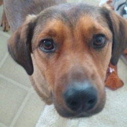 Sadie
