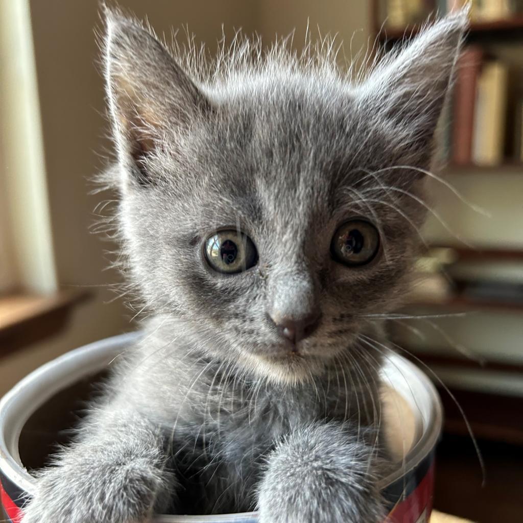 Gracie
