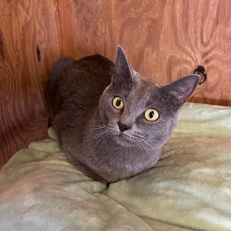 Gracie