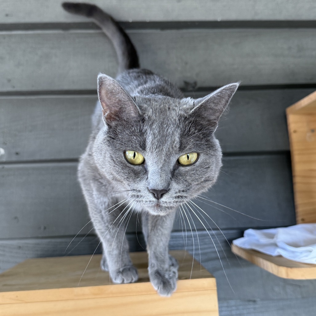Gracie