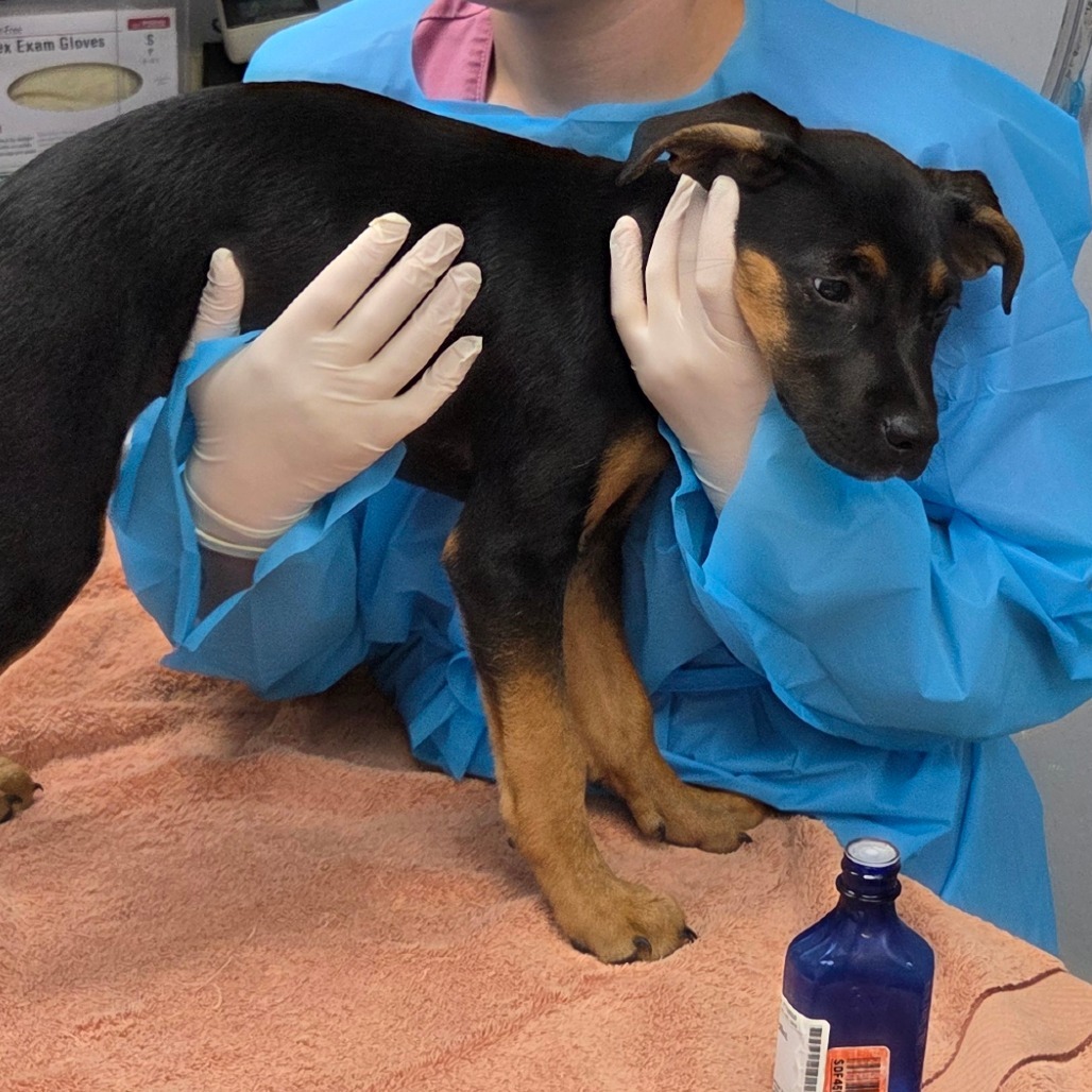 Adopt Willow 1