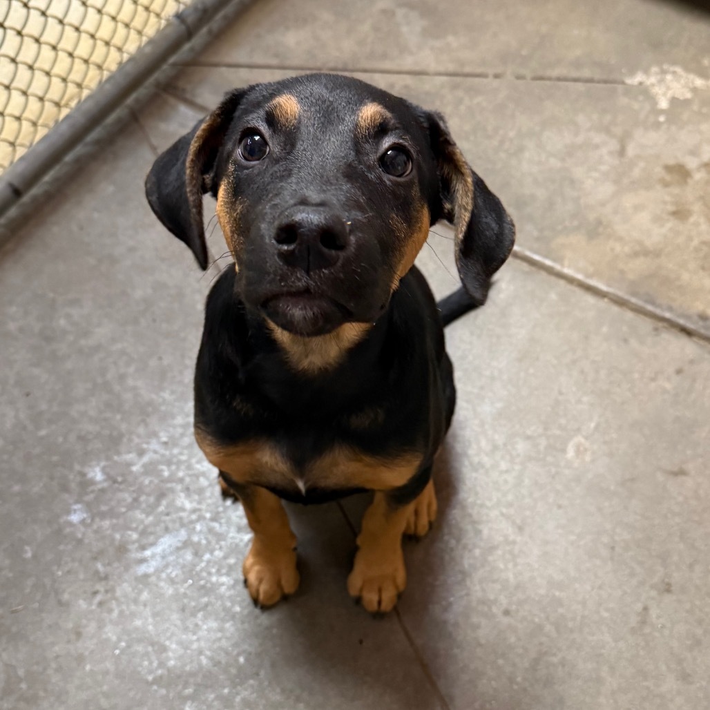 Adopt Willow 1