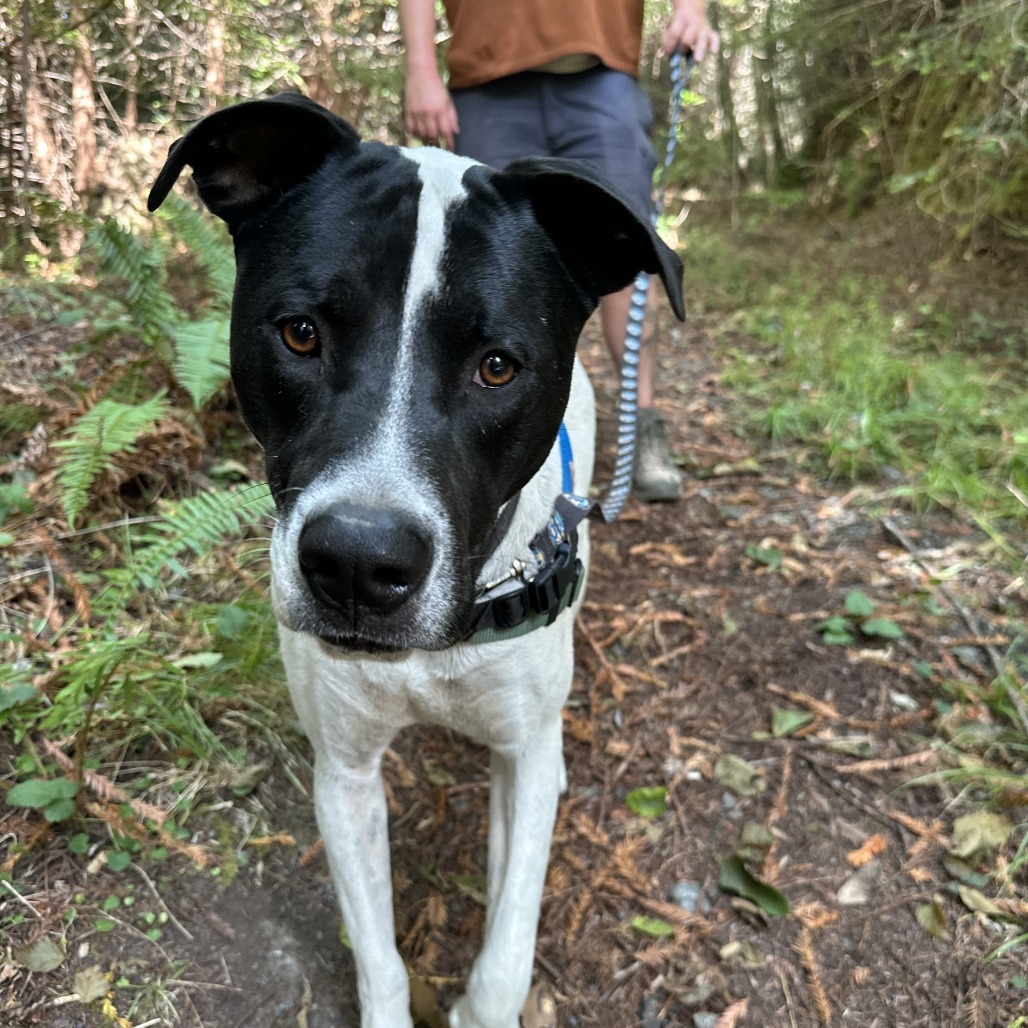 Adopt Jazzy