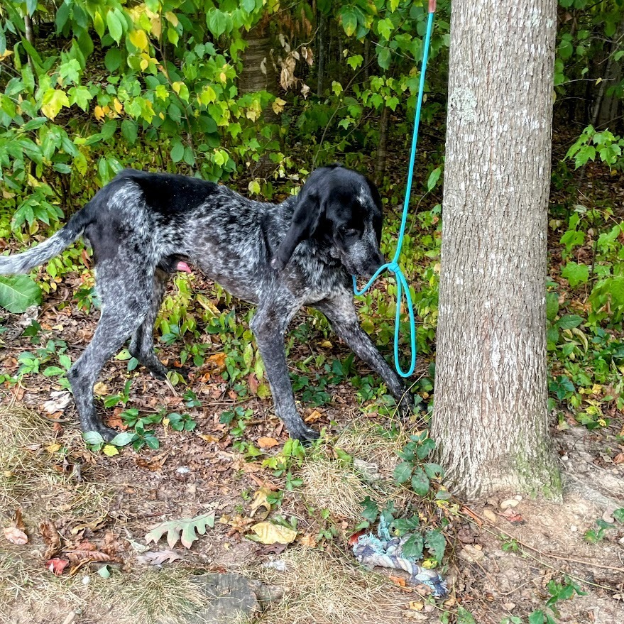 Mac