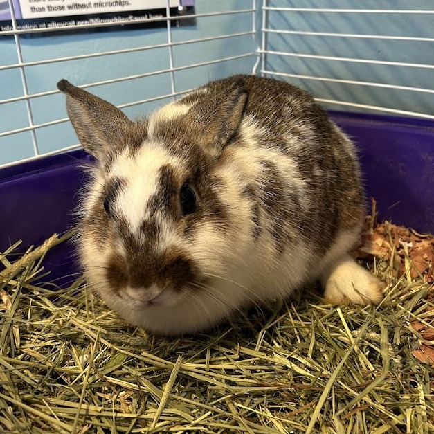 Bunelope